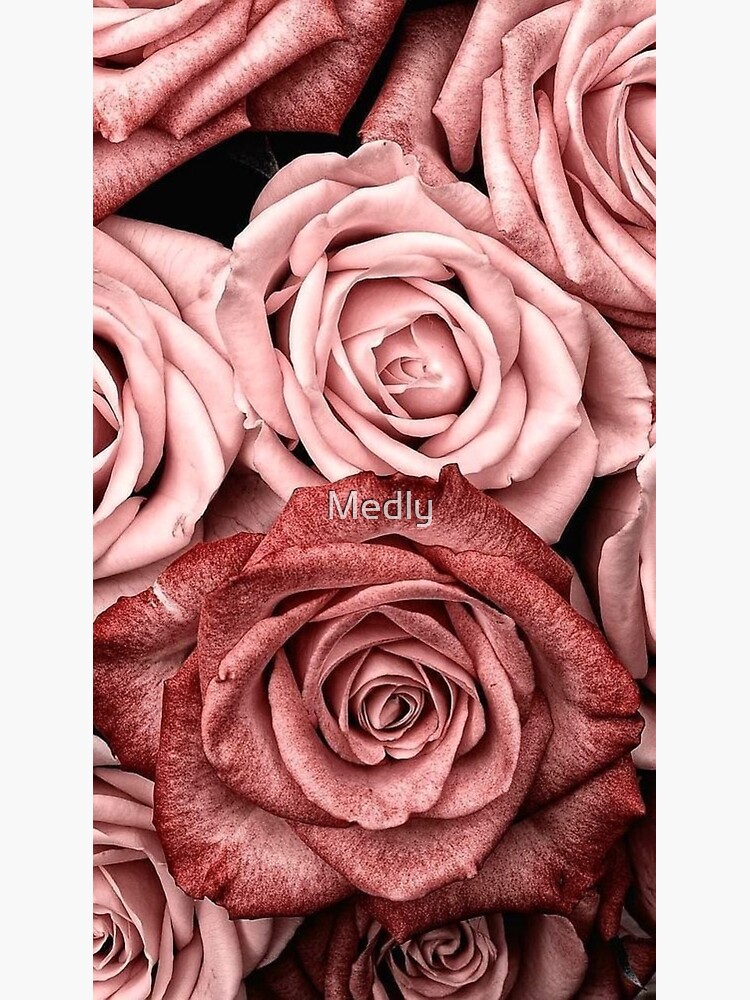 Vintage roses by Medly