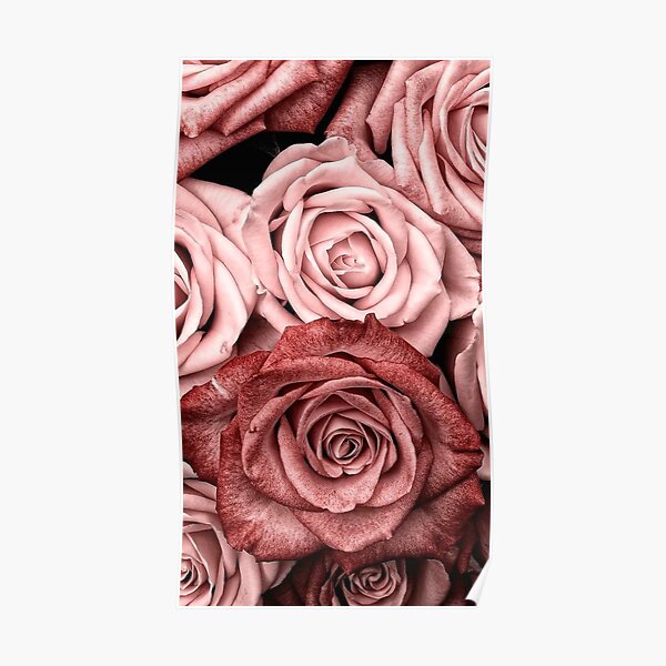 Vintage roses Poster