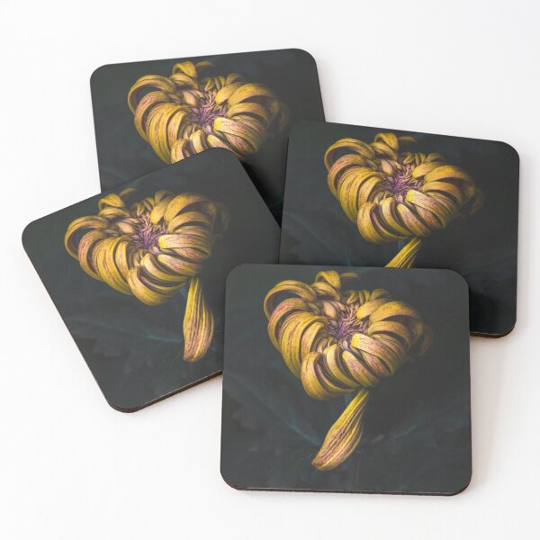 Item preview, kiku designed and sold by alan shapiro.