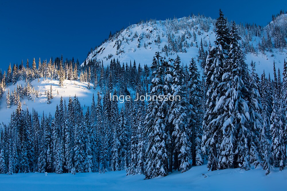 "Silent Trees" by Inge Johnsson  Redbubble