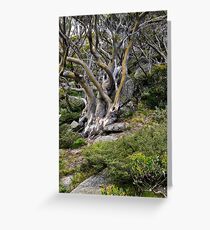 Snow Gum Greeting Card