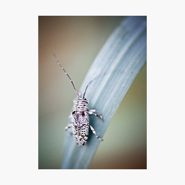 Item preview, Bug designed and sold by Malcolm Garth.