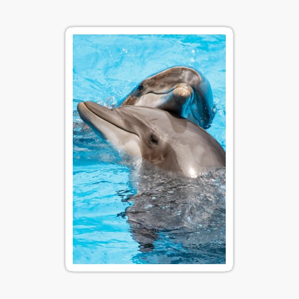 Dolphin Love Sticker