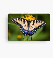 Tiger Swallowtail Butterfly Canvas Print