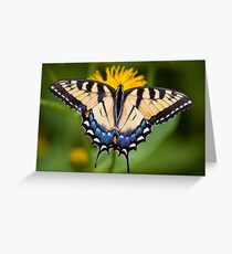 Tiger Swallowtail Butterfly Greeting Card