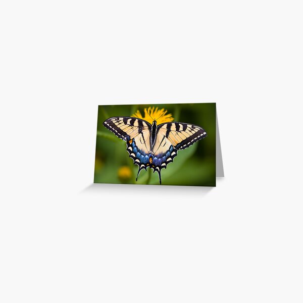 Tiger Swallowtail Butterfly Greeting Card