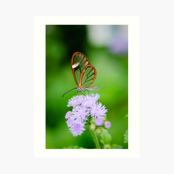 Clear Wing Butterfly Art Print