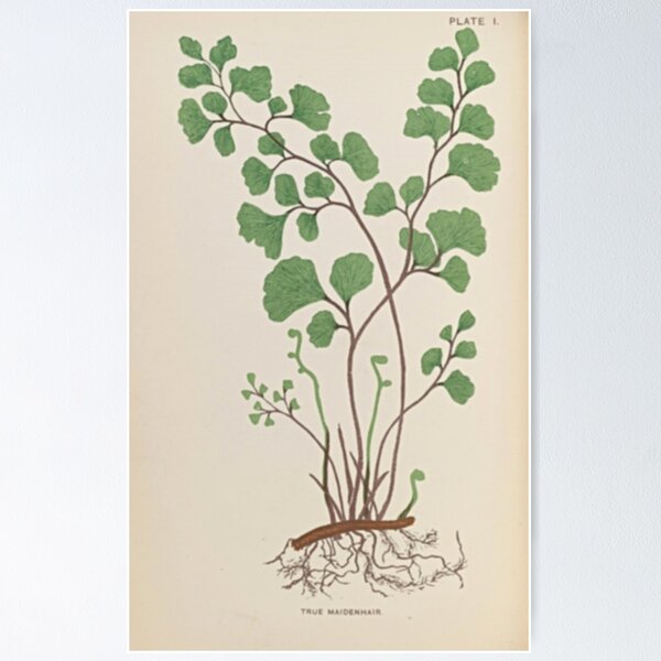 Item preview, Maidenhair Fern designed and sold by BlueSpecsStudio.