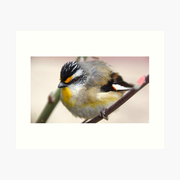 Striated Pardalote - Adelaide Hills - Fleurieu Peninsula by South Australian artist Avril Thomas Art Print