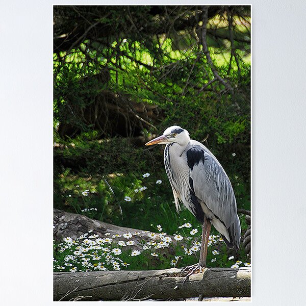 Item preview, Grey Herron designed and sold by MacsfieldImages.