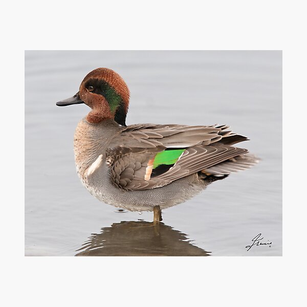 Item preview, The Male Green-winged Teal designed and sold by DigitallyStill.
