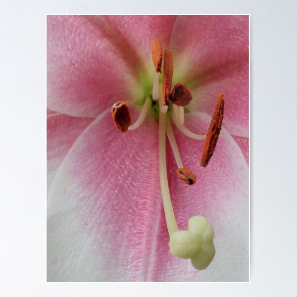 Item preview, Stamen designed and sold by SuddenJim.