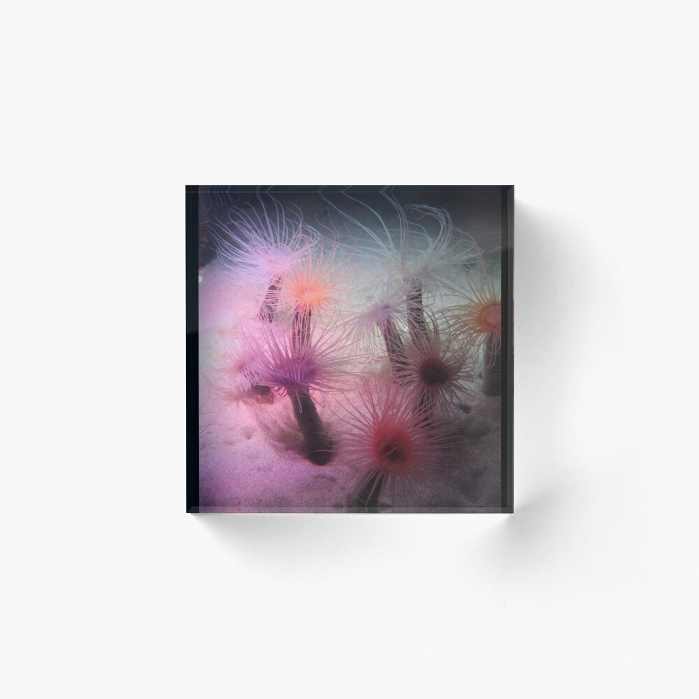 Tube Anemone Acrylic Block