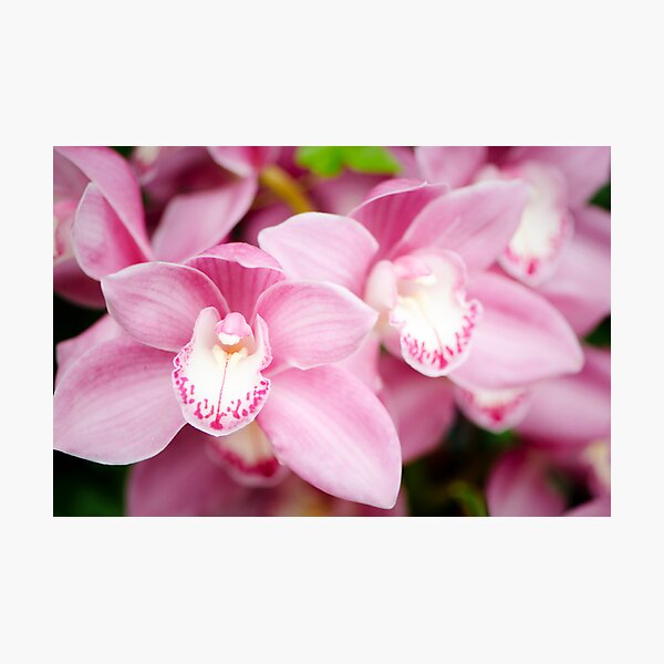 Pink Cymbidium Orchid Photographic Print