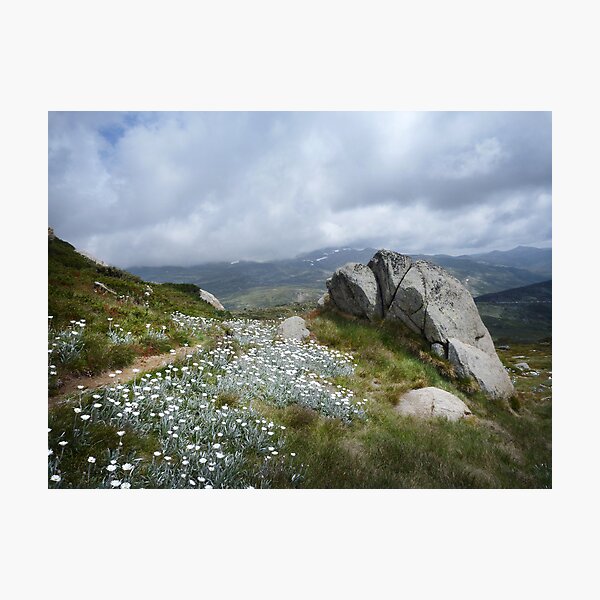 Item preview, Wildflowers on Mt Stilwell designed and sold by Jan Glover.