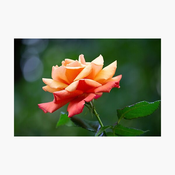 Sunset Rose Print Photographic Print