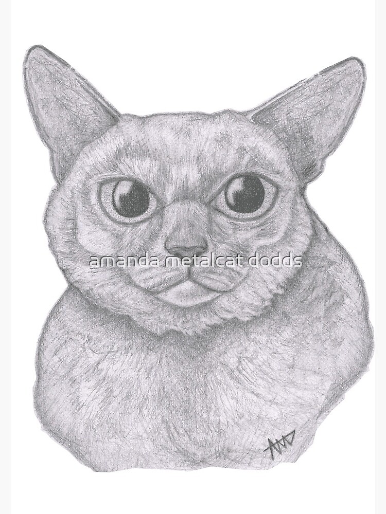 Drawing of Burmese Cat Journal