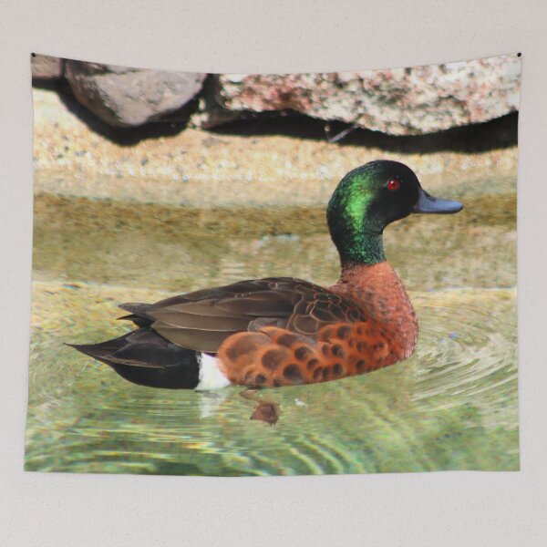 Item preview, Wild Duck on Pond designed and sold by bradm50.