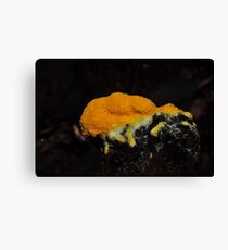 Dogs vomit slime mould Canvas Print