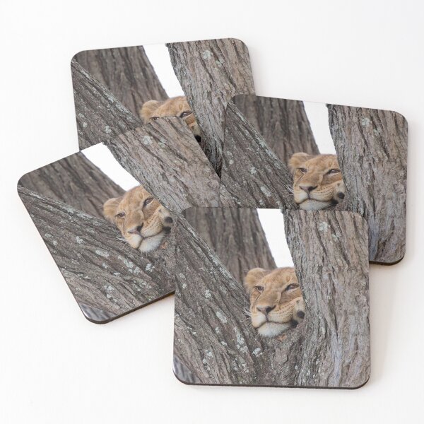 Item preview, Young Masai Lion (Panthera leo massaica) on a Tree designed and sold by Yair Karelic.