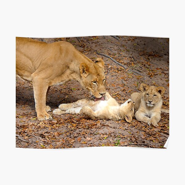 African Lion  Jacksonville Zoo and Gardens