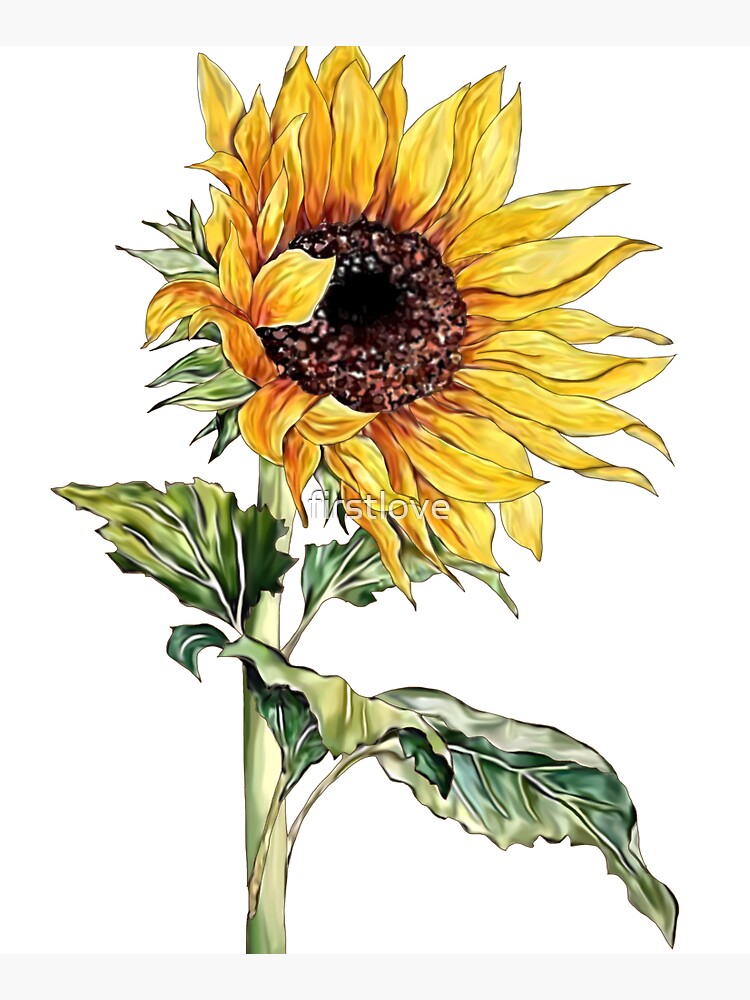 Sunflower by firstlove