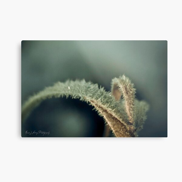Frosted Metal Print