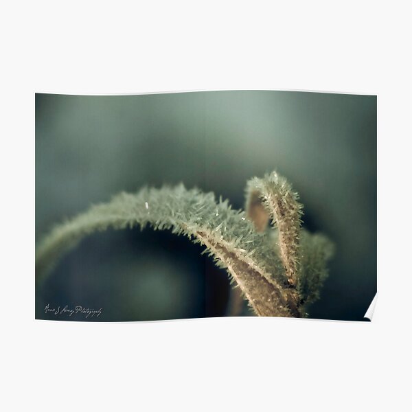 Frosted Poster