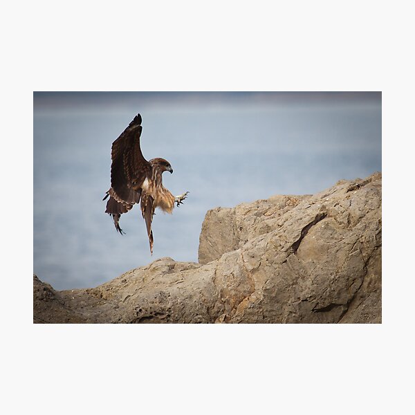 The Eagle is Landing Photographic Print