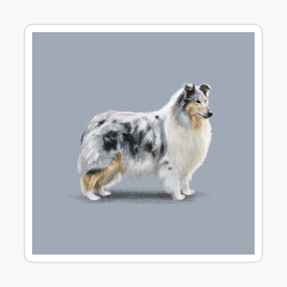 merle rough collie