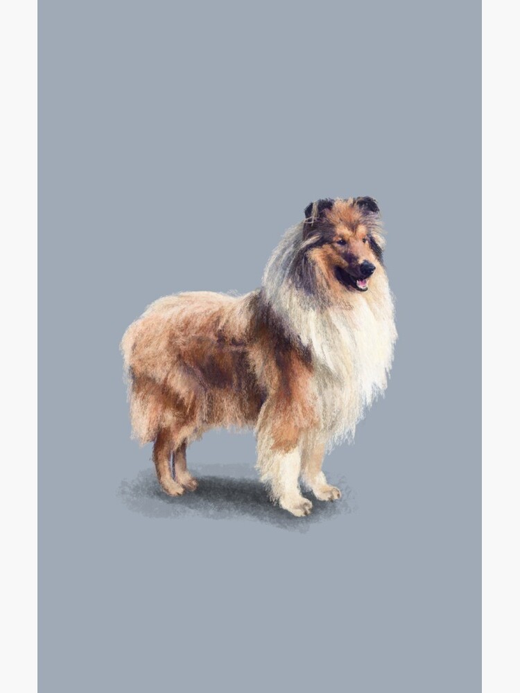 The Rough Collie by elspethrose
