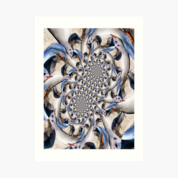 Double Seagull Spirals Art Print