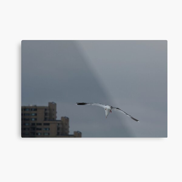 Gull Landing Metal Print