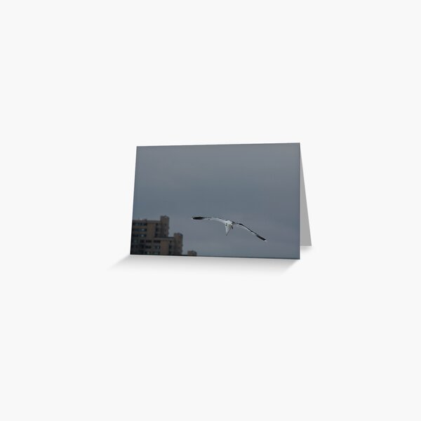 Gull Landing Greeting Card