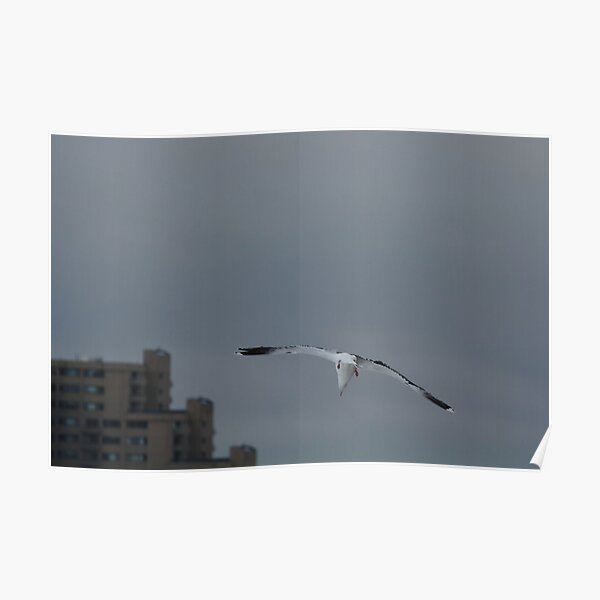 Gull Landing Poster