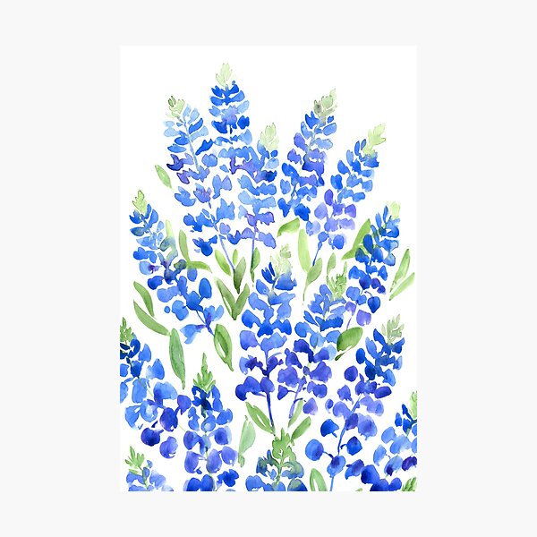 Watercolor Texas bluebells Photographic Print