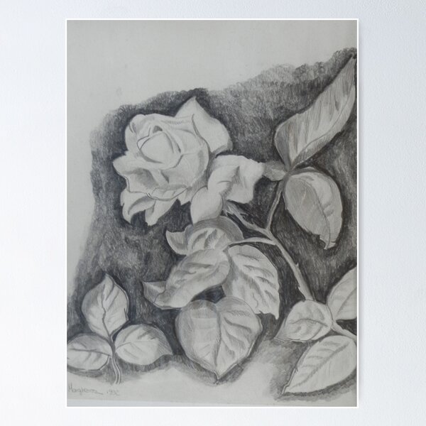 rose Poster
