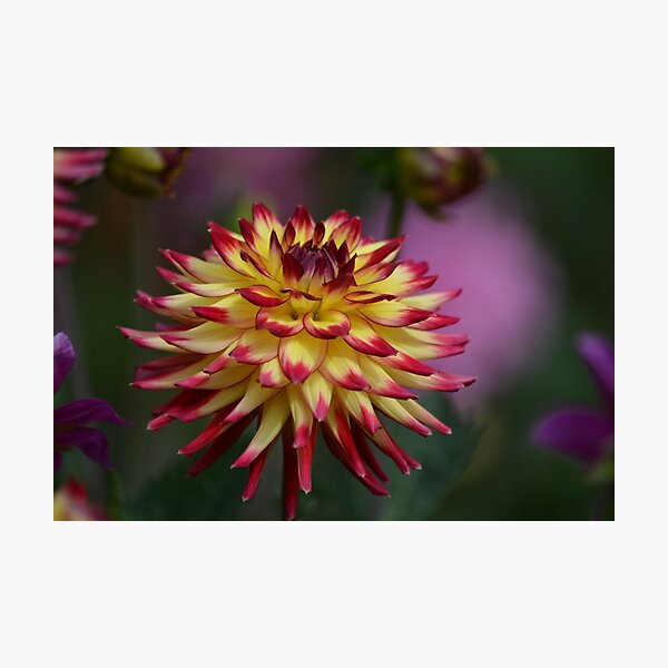 Beautiful Dahlia Photographic Print