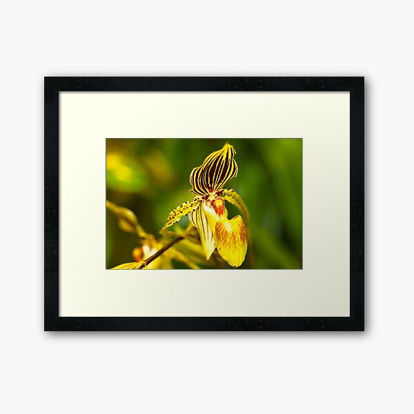 Orchid #2 Framed Art Print