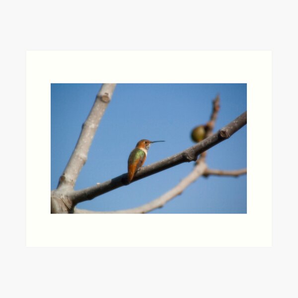 Allen's Hummingbird I Art Print