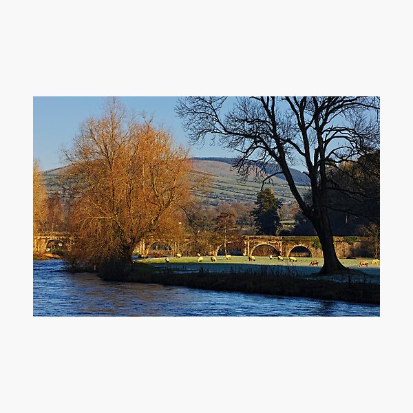 Item preview, sheep grazing on a frosty morning, Inistioge, County Kilkenny, Ireland designed and sold by AndrewJonesFoto.