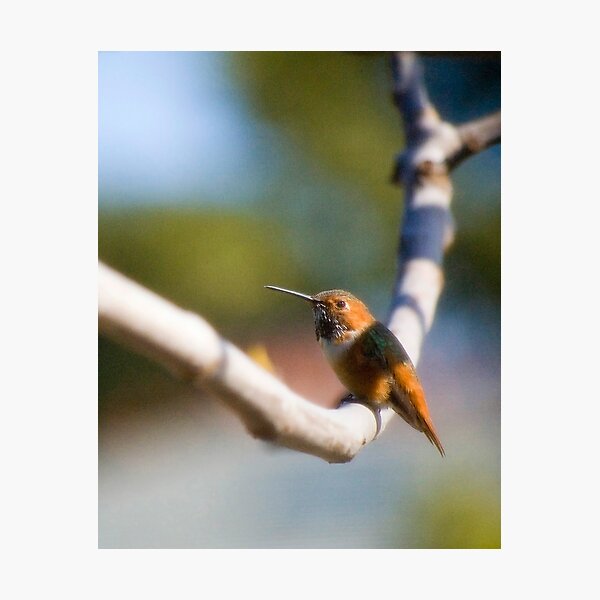 Allen's Hummingbird II Photographic Print