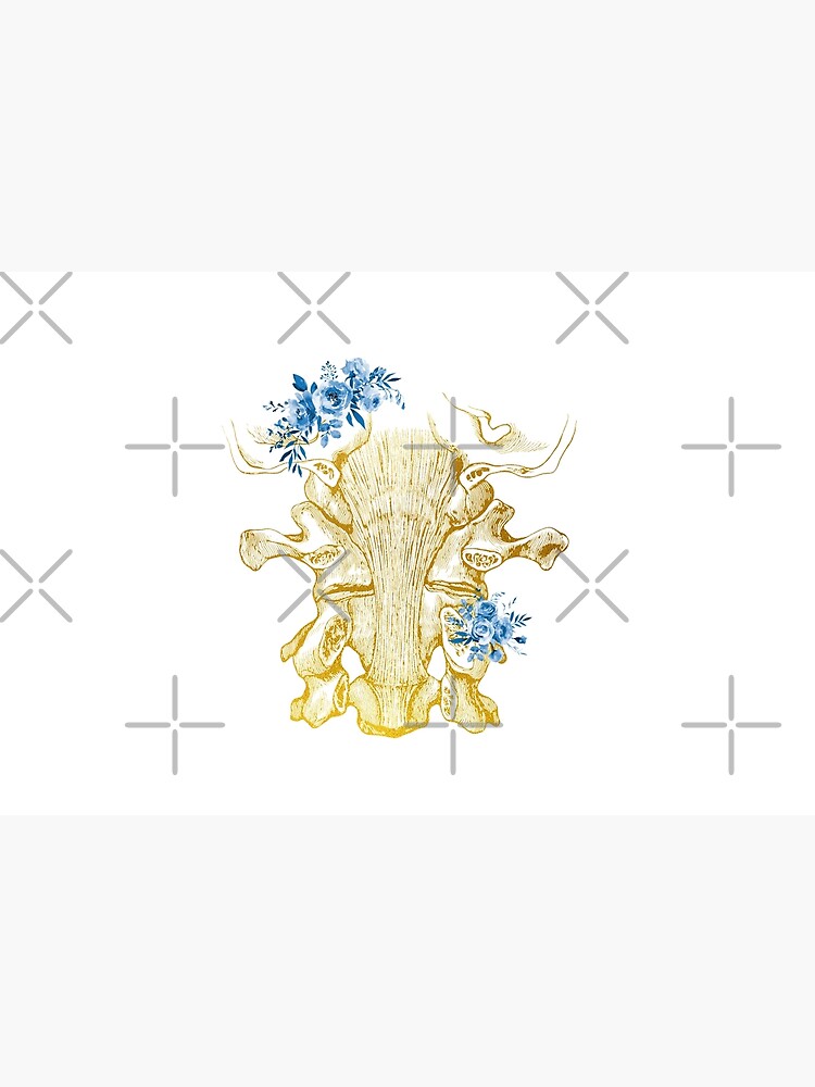 Cervical ligaments,The Cervical Spine by erzebetth