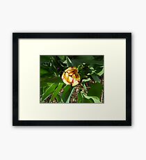 Hello Framed Print
