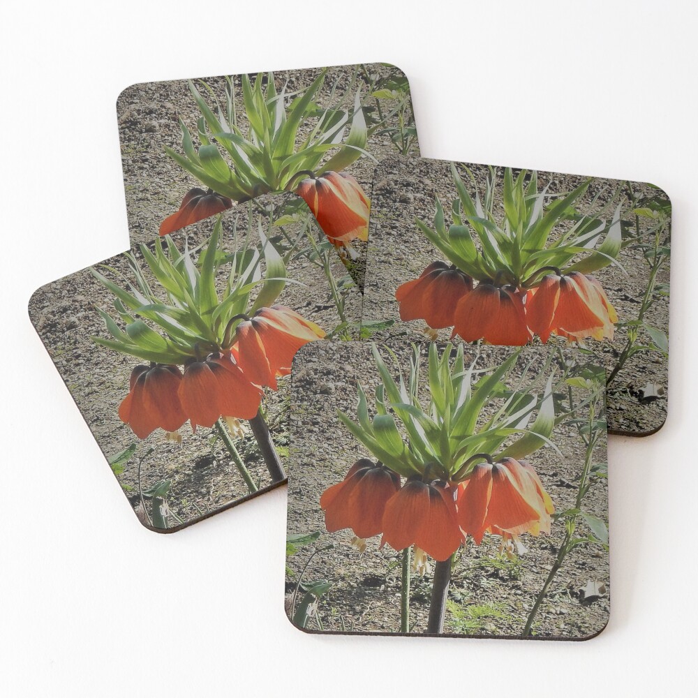Item preview, Coasters (Set of 4) designed and sold by Rkwkinnard.