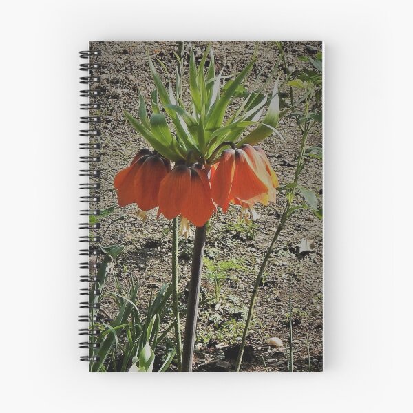 Item preview, Orange designed and sold by Robin Kinnard.