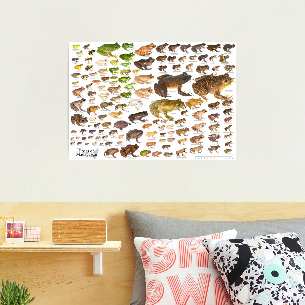 Some Frogs of Madagascar to Scale, Version 1.0 Photographic Print
