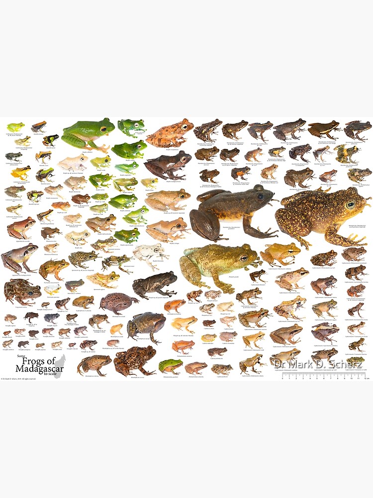 Some Frogs of Madagascar to Scale, Version 1.0 by markscherz