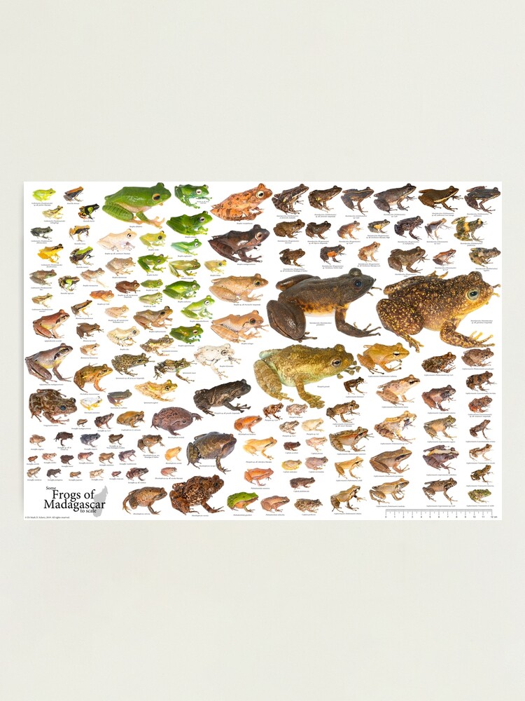 Alternate view of Some Frogs of Madagascar to Scale, Version 1.0 Photographic Print