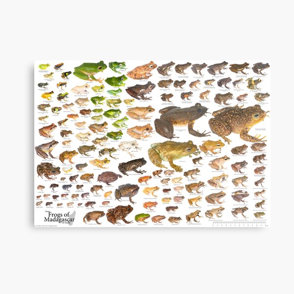 Some Frogs of Madagascar to Scale, Version 1.0 Metal Print